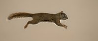 Dynamic red squirrel leaping mid-air, isolated on a warm beige background, showcasing natural wildlife energy and agile movement.