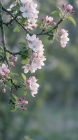 Delicate pink apple blossoms on branch with green leaves against soft blurred background, spring flowering tree in natural garden setting for seasonal decor.