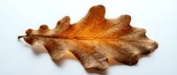 Dried autumn oak leaf with brown and golden tones isolated on white background, suitable for fall design projects and seasonal compositions.