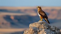 Majestic hawk perched on rocky cliff edge against blurred desert landscape background during golden hour, displaying natural hunting behavior and wilderness survival.
