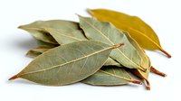 Dried bay leaves arranged on white background, aromatic herb used in cooking for flavor enhancement in soups, stews, and Mediterranean cuisine.