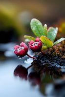 Fresh red lingonberries with water drops on green leaves against dark background, macro photography with reflection on wet surface. Nature food photography.