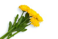 Yellow gerbera daisies with green stems and leaves isolated on white background, fresh cut flowers for spring seasonal design and floral arrangements.