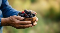 Hands holding fresh mulberries on bread outdoors, showcasing ripe berries for food, agriculture, and healthy eating concepts.