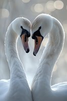 Pair of white mute swans forming heart shape with necks against soft bokeh background, close-up portrait showing graceful curves and detailed feathers in natural light.