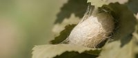 Silkworm cocoon nestled among fresh mulberry leaves showcasing natural silk production process in sericulture farming for textile industry applications.
