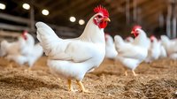 White broiler chickens on organic poultry farm with natural sawdust bedding. Focus on rooster with red comb in foreground, blurred hens in background.