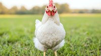 White chicken with red comb standing on green grass in countryside field, looking directly at camera. Close up portrait of domestic farm bird in natural setting.
