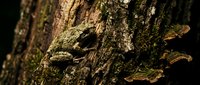 Moss-covered tree bark with bracket fungi growing on weathered wood surface in natural forest environment for organic texture backgrounds.