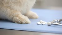 Closeup of white cat paws on examination table with scattered pills and medical syringe, representing veterinary care, pet health treatment, and animal medicine concepts.