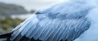 Close-up of seagull wing feathers showing detailed texture and natural patterns in soft blue and white tones for wildlife and nature projects.