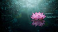 Pink lotus flower blooming on tranquil water surface with mystical light rays and dark aquatic background for meditation and wellness concepts.