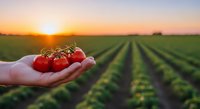 Fresh ripe tomatoes held in cupped hands over agricultural field rows at golden hour sunrise, showcasing organic farming and sustainable agriculture harvest.