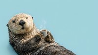 Sea otter floating on back in water with paws raised, isolated against blue background for wildlife and nature design projects.