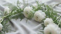White ranunculus flowers with green fern sprigs arranged on soft draped fabric, evoking elegance for wedding, bridal, and floral design concepts.
