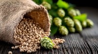 Fresh raw chickpeas spilling from burlap sack with green hop cones scattered on dark wooden surface, rustic food photography with selective focus.