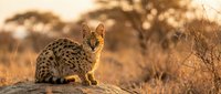 Serval wild cat sitting on rock in African savanna during golden hour sunset with acacia trees in background wildlife photography.