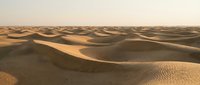Endless golden sand dunes stretch across desert landscape with rippled textures and warm sunlight creating dramatic shadows and highlights.