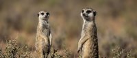 Two meerkats standing upright in alert sentinel pose on natural savanna terrain with blurred background for wildlife and nature photography projects.