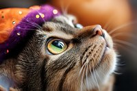 Adorable tabby cat wearing colorful Halloween witch hat looking up with bright green eyes and whiskers visible in festive holiday portrait.