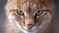 Close up portrait of ginger cat with intense amber eyes and focused predatory gaze against dark background, showing detailed facial features and whiskers.