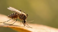 Macro close-up of mosquito insect on human skin showing detailed wings and legs against blurred natural background for medical and educational content.