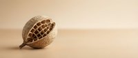 Dried seed pod with geometric honeycomb pattern on neutral beige background, isolated botanical specimen suitable for design, nature education, and organic product packaging.
