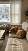 Golden retriever dog resting on beige sofa in cozy living room with winter snow view through window. Warm natural light creates peaceful home atmosphere.