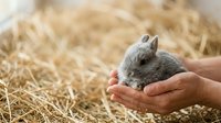 Young rabbit held gently in human hands against straw bedding background. Suitable for pet care, animal welfare, farming, and educational content.