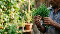 Male gardener of African descent holding a young green plant seedling in hands outdoors, demonstrating plant care and nurturing in a garden setting with blurred foliage background.
