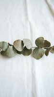Dried eucalyptus branch with round silvery-green leaves arranged on white linen fabric, suitable for botanical styling, home decor, and wellness design projects.