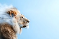 Majestic male lion with flowing mane in profile against soft blue sky background, showcasing strength and nobility in wildlife portraiture. Perfect for nature publications.
