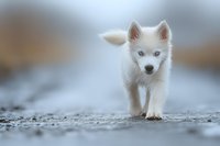 White Husky puppy with blue eyes walking on textured ground against soft blurred background. Adorable young dog exploring outdoors in winter setting.
