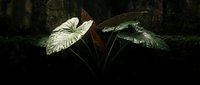 Large tropical leaves with white and green variegated patterns growing in dark forest environment, natural foliage for botanical and nature designs.