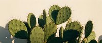 Prickly pear cactus with green paddles and spines against warm beige background, suitable for botanical, desert, and nature design projects.