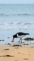 Oystercatcher bird with distinctive black and white plumage and red bill foraging on sandy beach with seaweed and ocean waves in background.
