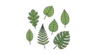 Collection of green botanical leaves including oak, monstera, and fern isolated on white background for nature design projects and organic branding materials.