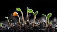 Young seedlings emerging from rich soil against black background, showing different growth stages with water droplets. Macro photography captures germination process.