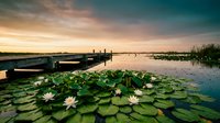 Tranquil lake at sunset with water lilies blooming in foreground, wooden dock and boats creating peaceful waterscape for nature and travel content.