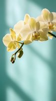 Elegant yellow orchid flowers blooming on branch against soft turquoise background for spa wellness and luxury interior design concepts.