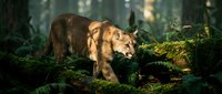 Mountain lion stalking through lush forest undergrowth with dappled sunlight filtering through trees, showcasing wild predator in natural habitat.