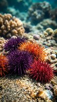 Colorful sea urchins on ocean floor with coral reef background showcasing marine biodiversity and underwater ecosystem for educational content.