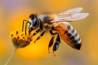 Detailed macro photography of honey bee collecting nectar from yellow flower against warm orange background, showing intricate wing patterns and body segments.