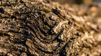 Weathered tree bark texture with deep grooves and natural patterns. Organic surface detail for backgrounds, nature themes, and rustic design projects.