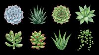Watercolor succulent plants collection isolated on transparent background, ready for t-shirt design, stickers, clipart, print on demand, and sublimation projects.