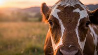 Close-up portrait of a brown and white cow in a golden sunset field, warm light highlighting its gentle expression and rural farm setting.