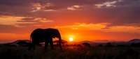 Majestic elephant silhouette grazing at sunset in African savanna with dramatic orange sky and acacia trees creating stunning wildlife landscape scene.