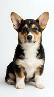 Adorable corgi puppy with tricolor coat sitting on white background, alert expression with perked ears, isolated for design projects.
