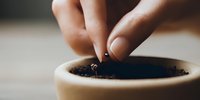 Close-up of hand planting small seedling in terracotta pot with soil, showing gardening care and plant growth process for home cultivation.
