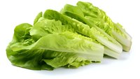 Fresh green romaine lettuce hearts arranged in row showing crisp leaves and white stems on white background, isolated for food and culinary projects.